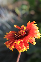 Image showing Daisy Flower