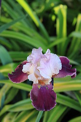 Image showing Iris Flower