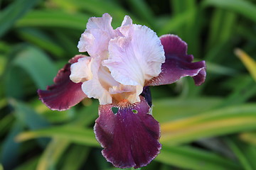 Image showing Iris Flower