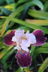 Image showing Iris Flower