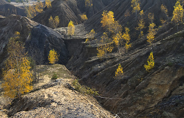 Image showing autumn birch trees 