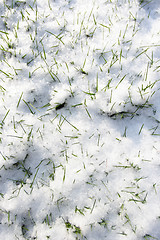 Image showing green grass with hoarfrost