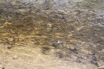 Image showing Trout fish shoal