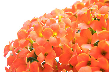 Image showing Kalanchoe flower blossoms