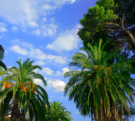 Image showing palms