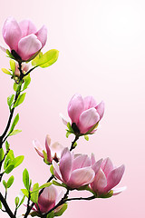 Image showing Spring magnolia tree blossoms on pink background.