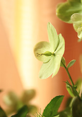 Image showing Hydrangea- Helleborus