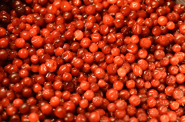 Image showing Lingonberries