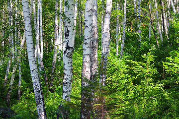 Image showing summer birch woods