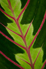 Image showing Green leaf with red veins 