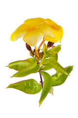 Image showing Yellow flowering Mandevilla