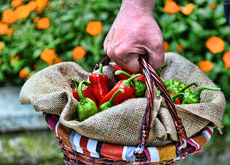 Image showing Man bringing a basket of red and green peperoni