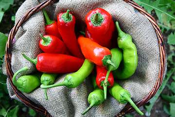 Image showing Basket of green and red peperoni