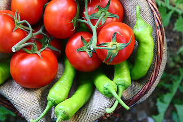 Image showing Basket with red tomatoes and green peperoni in the garden