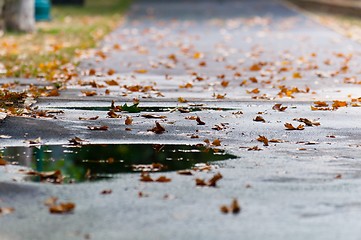 Image showing Autumnal leaves on the sidewalk