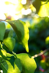 Image showing Fresh green leaves against blurry background