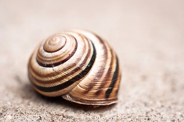 Image showing Shell of a snail 