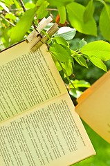 Image showing Old Books on the branches of a tree hanging