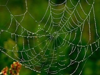 Image showing Spider-Web