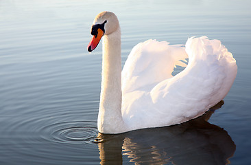 Image showing White Swan
