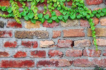 Image showing Old brick wall with ivy