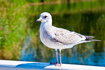 Image showing Seagull