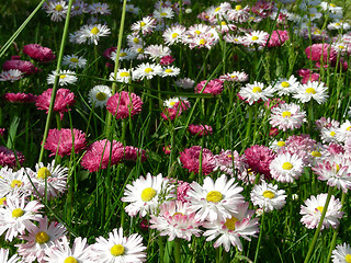 Image showing meadow of daisies