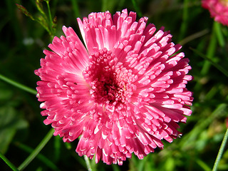 Image showing daisy