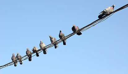 Image showing doves