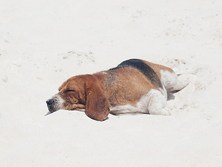 Image showing Dog sleeping on the beach