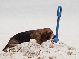 Image showing Dog on the beach