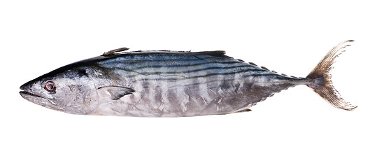 Image showing tuna