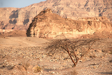 Image showing Travel in Arava desert