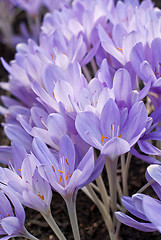 Image showing Crocus