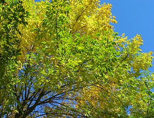 Image showing Fall Colors