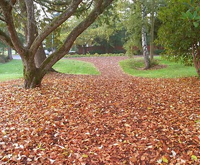 Image showing Fallen Leaves