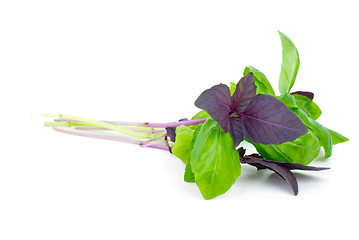 Image showing Red and green basil