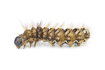 Image showing Brown arctia caja larva