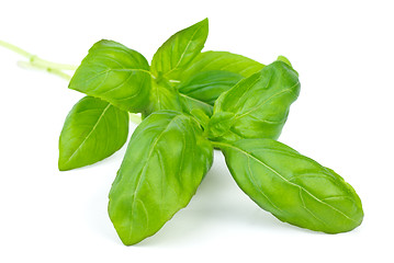 Image showing Green basil