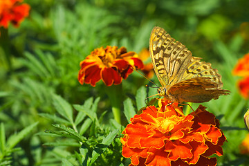 Image showing Shabby argynnis paphia butterfly on the marigold flower