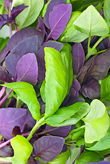 Image showing Red and green basil