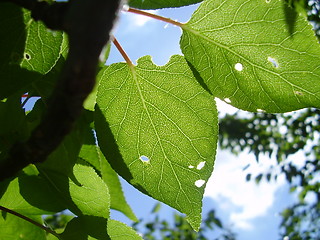 Image showing Leaves in the sun