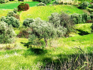 Image showing Yellow Green. Linou. Cyprus