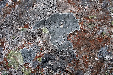 Image showing Lichen