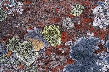 Image showing Lichen