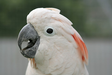 Image showing Moluccan Cockatoo