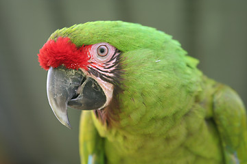 Image showing Buffon Macaw