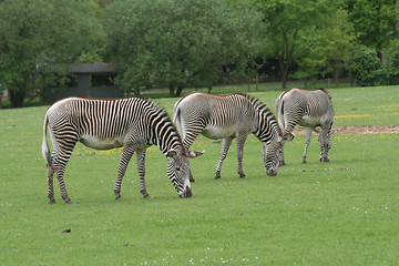 Image showing Three Zebra