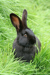 Image showing Black Rabbit