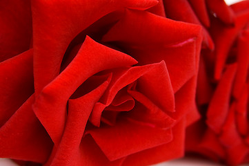 Image showing Closeup red rose